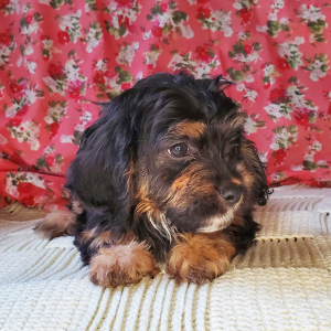 Cavapoo Puppy Lars