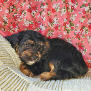 Cavapoo Puppy Lars