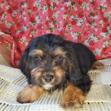 Cavapoo Puppy Lars