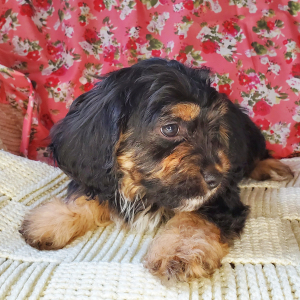 Cavapoo Puppy Lars