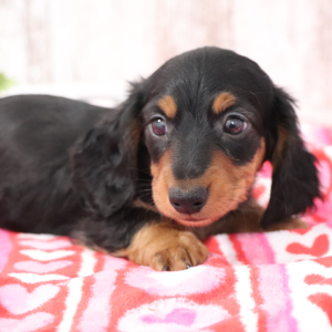 Dachshund Puppy Jack
