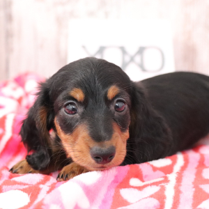 Dachshund Puppy Jack