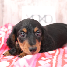 Dachshund Puppy Jack