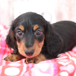 Dachshund Puppy Jack