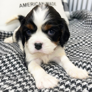 Cavalier King Charles Spaniel Puppy Jackson