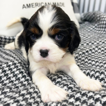 Cavalier King Charles Spaniel Puppy Jackson