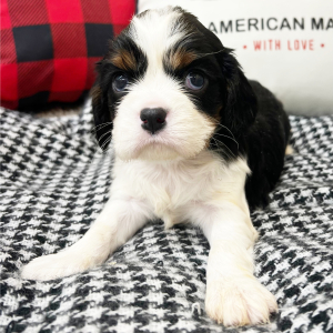 Cavalier King Charles Spaniel Puppy Jackson