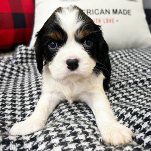 Cavalier King Charles Spaniel Puppy Jackson