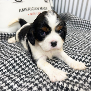 Cavalier King Charles Spaniel Puppy Jackson