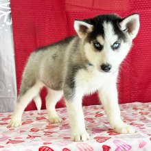 Siberian Husky Puppy Kord