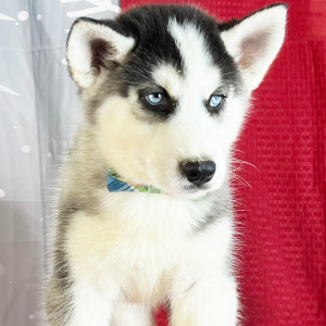 Siberian Husky Puppy Kord