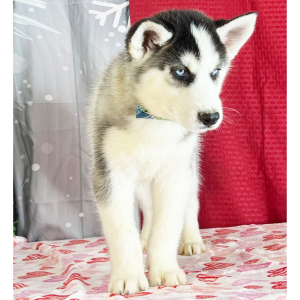 Siberian Husky Puppy Kord