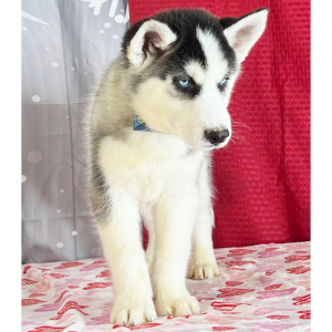 Siberian Husky Puppy Kord