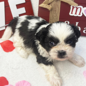 Shih Tzu Puppy Tooter