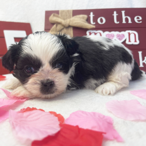 Shih Tzu Puppy Tooter