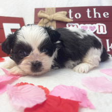 Shih Tzu Puppy Tooter