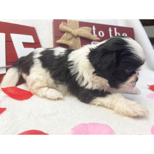 Shih Tzu Puppy Tooter