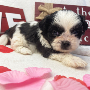 Shih Tzu Puppy Tooter
