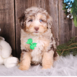 Aussiedoodle Puppy Porter