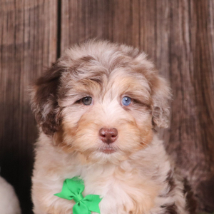 Aussiedoodle Puppy Porter