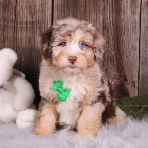 Aussiedoodle Puppy Porter