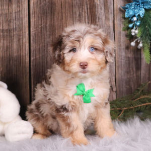 Aussiedoodle Puppy Porter