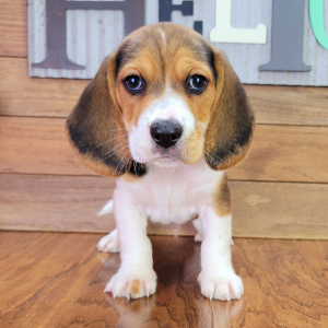 Beagle Puppy Patch