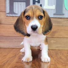 Beagle Puppy Patch