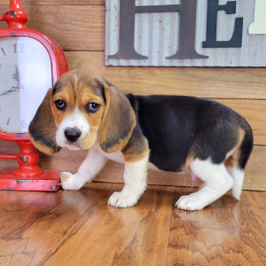 Beagle Puppy Patch