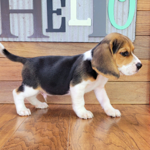 Beagle Puppy Patch