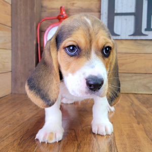 Beagle Puppy Patch