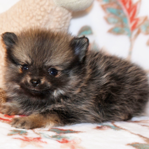 Pomeranian Puppy Cory