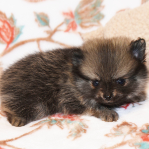 Pomeranian Puppy Cory