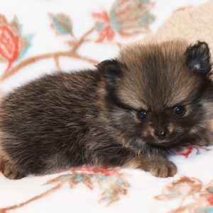 Pomeranian Puppy Cory