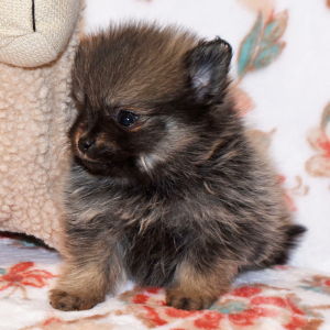 Pomeranian Puppy Cory