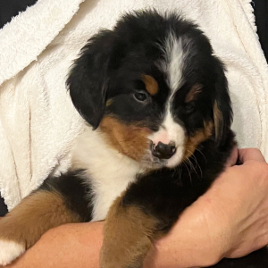 Bernese Mountain Dog Puppy Britney