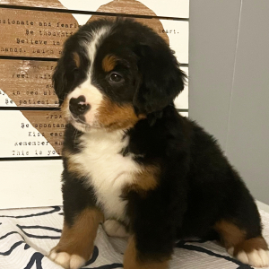 Bernese Mountain Dog Puppy Britney