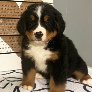 Bernese Mountain Dog Puppy Britney