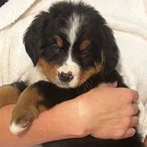 Bernese Mountain Dog Puppy Britney