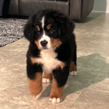 Bernese Mountain Dog Puppy Britney