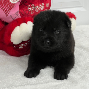 German Shepherd Dog Puppy Nebula