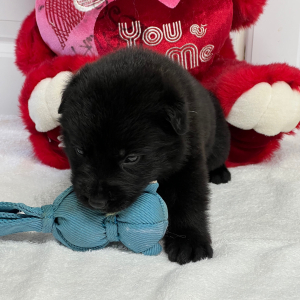 German Shepherd Dog Puppy Nebula