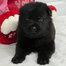 German Shepherd Dog Puppy Nebula