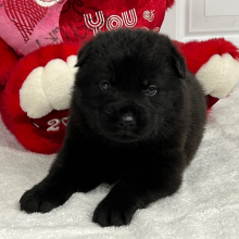 German Shepherd Dog Puppy Nebula