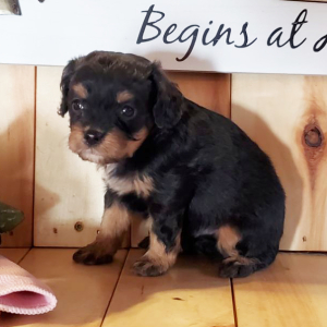 Cavapoo Puppy Buddy