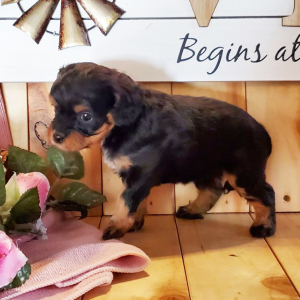 Cavapoo Puppy Buddy