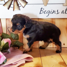 Cavapoo Puppy Buddy