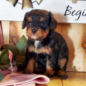 Cavapoo Puppy Buddy