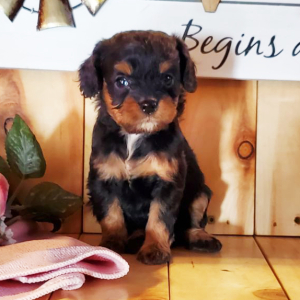 Cavapoo Puppy Buddy