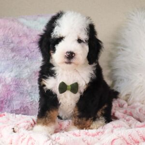 Bernedoodle Puppy Rafael